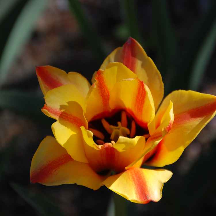 Tulpen 01