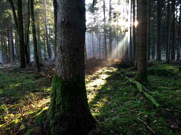 Morgenstrahlen im Wald_quer