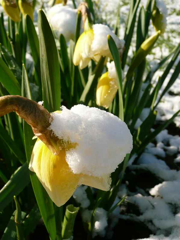Narzissen im Schnee