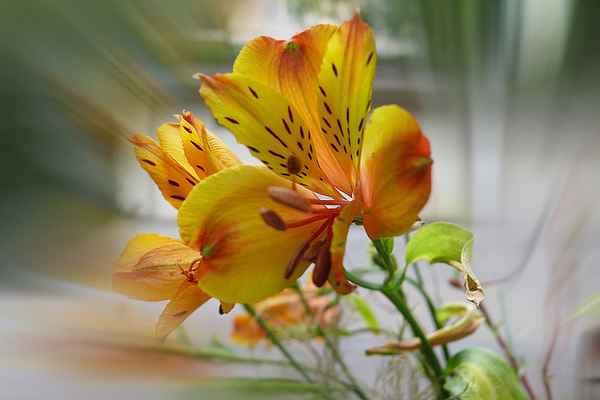 Blume-0102