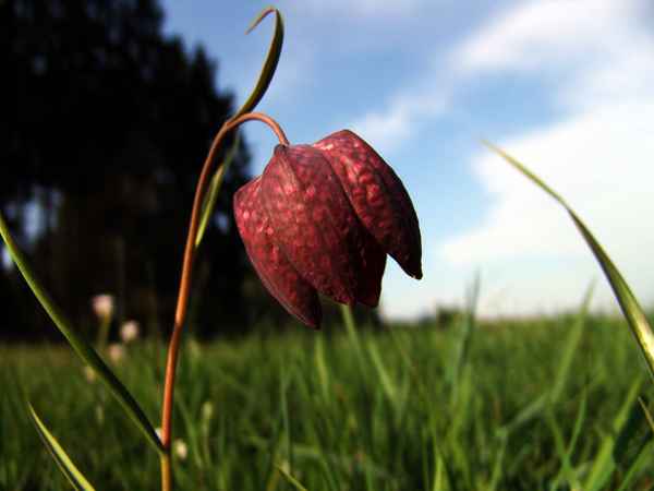 Schachbrettblume