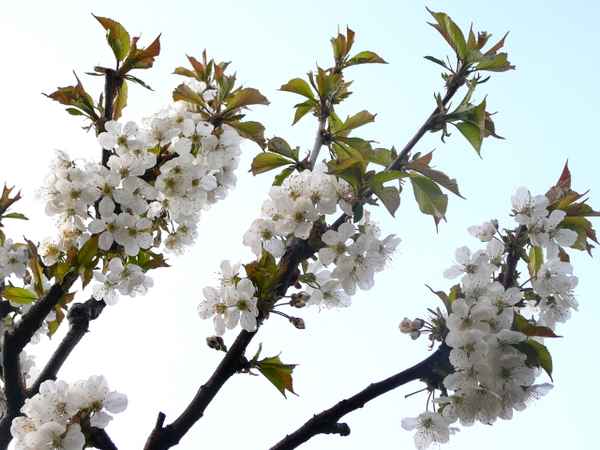  Kirschblüte 02