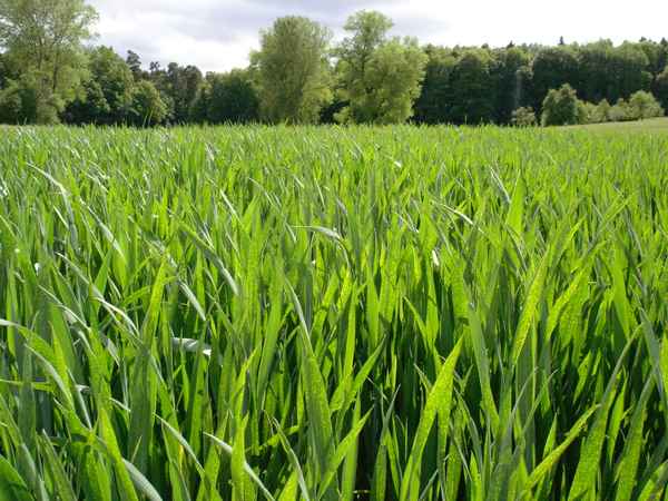 Blick durch ein grünes Getreidefeld
