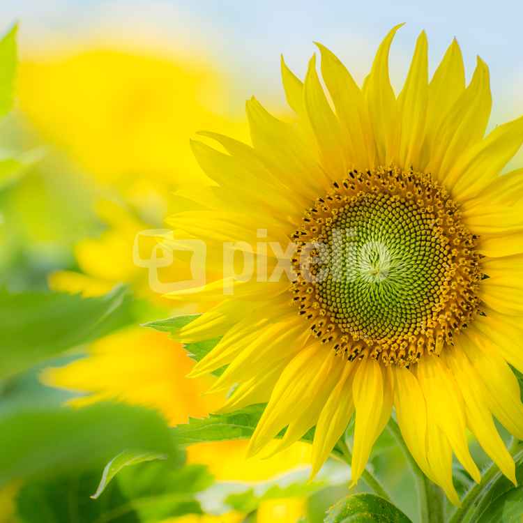 Sommer!!!