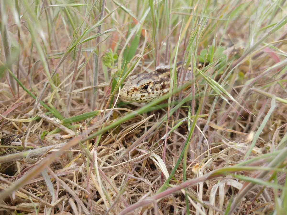 ich seh dich auch...