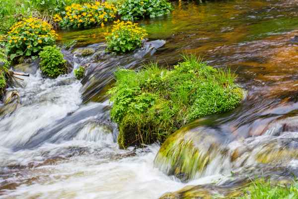 Quellbach im Schwarzwald 3