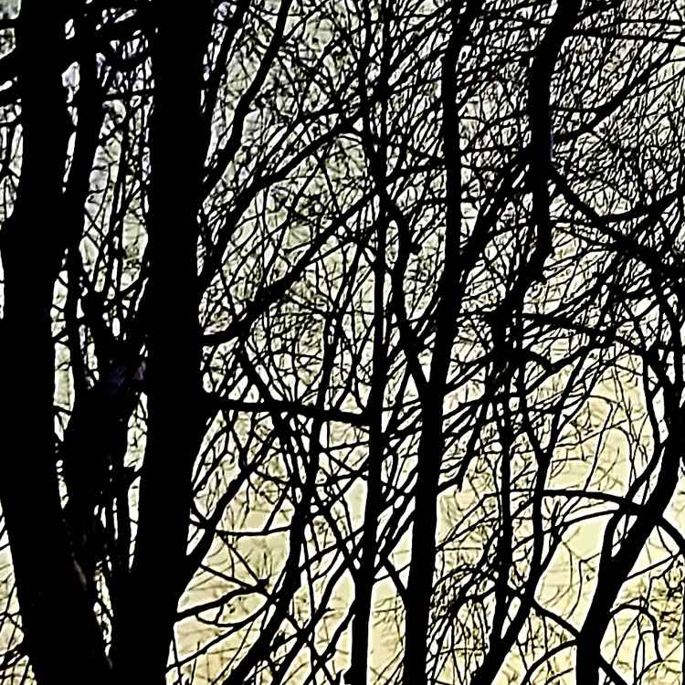 Hochformat Winterbäume