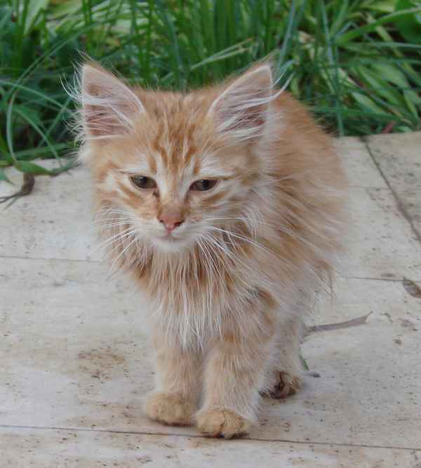 türkischer Mini-Löwe