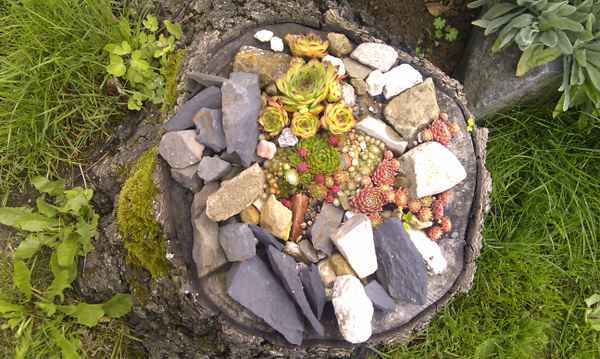 Baumscheibe im Garten