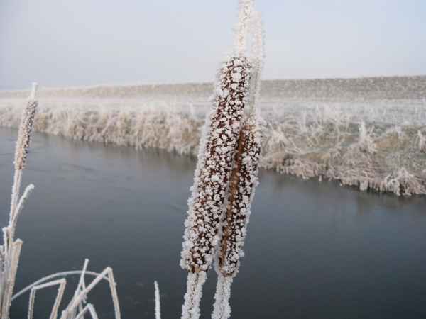 Winter und Raureif 42