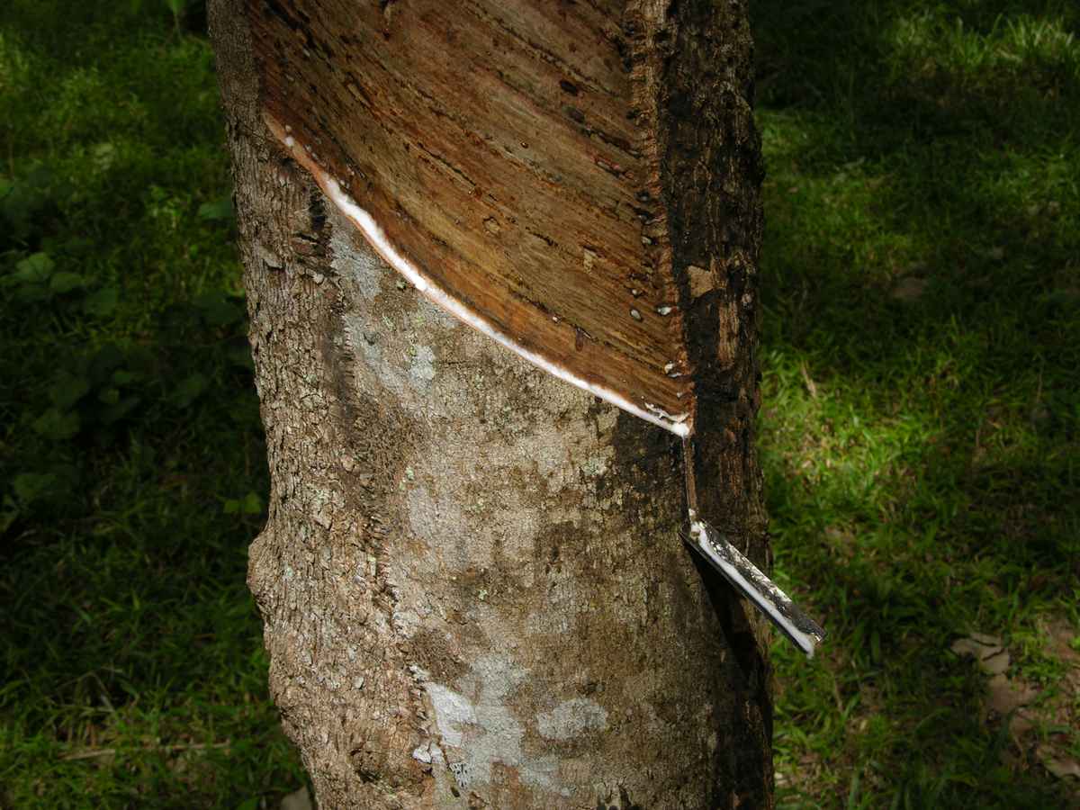 Gummibaum - Kautschukgewinnung