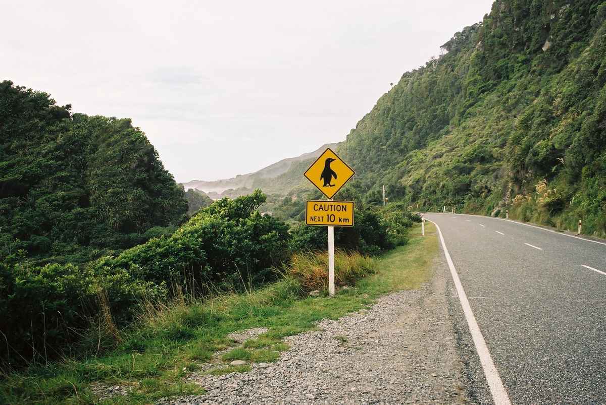 Pinguin crossing
