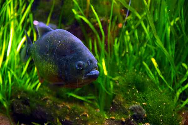 Piranha
