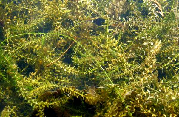 Wasserpest und Unterwasserpflanzen