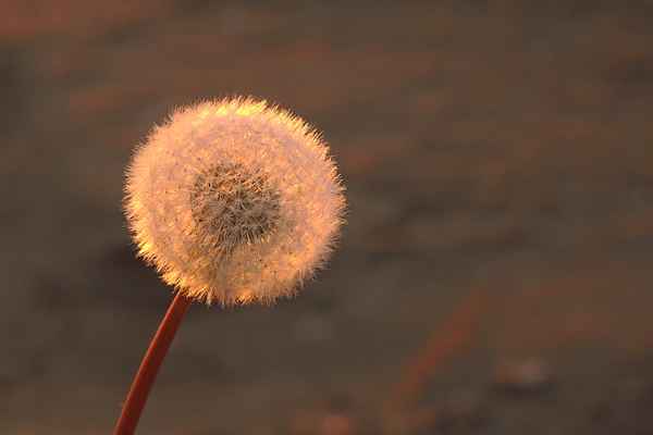 Pusteblume