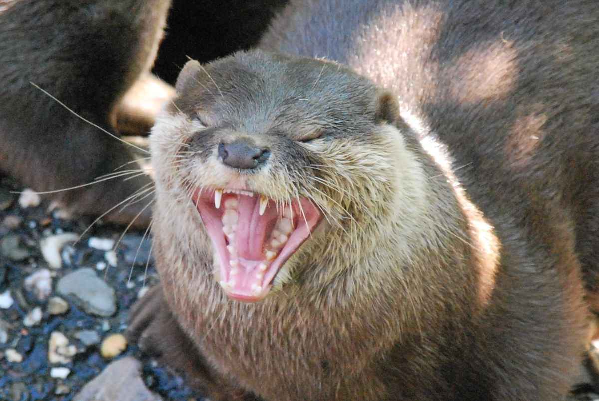 Keine Zahnbehandlung notwendig