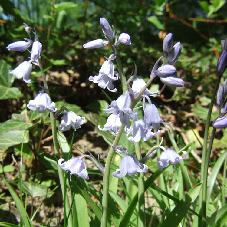 Feldblumen