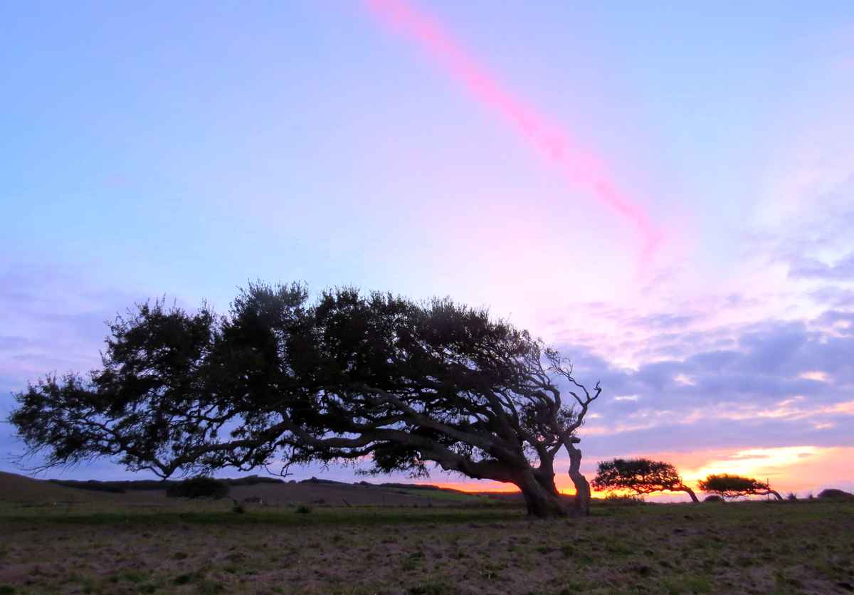 Korkeichen in sardinien