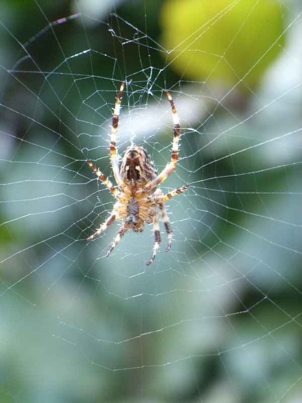 Fängerin im Netz