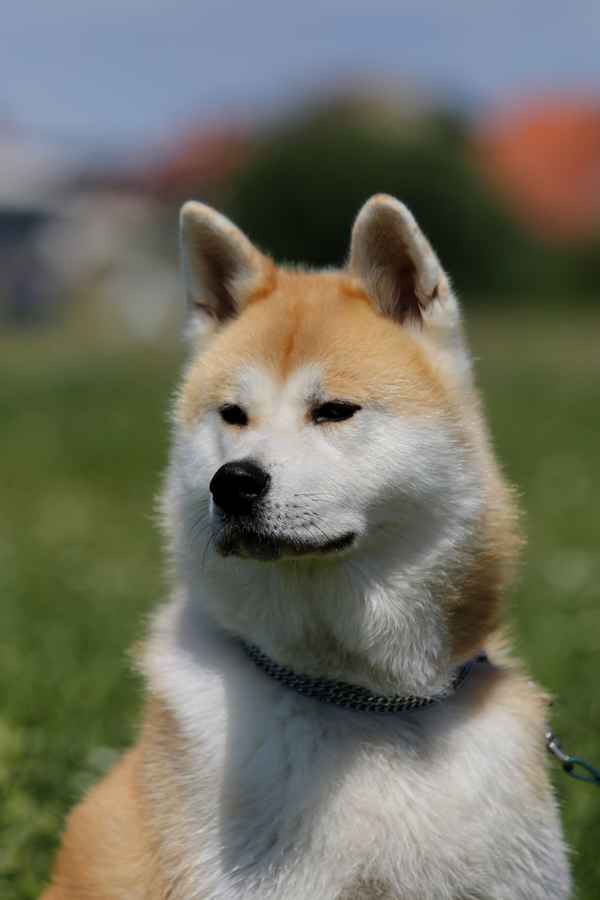 Akita-Inu