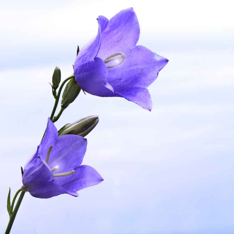 Glockenblau ohne Rand