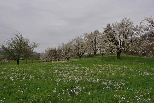 Hier «wächst» das Kirschwasser