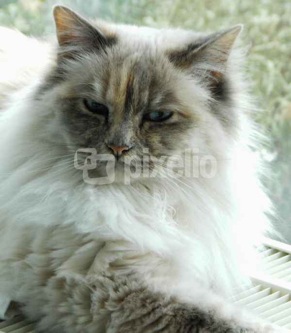 Sissi