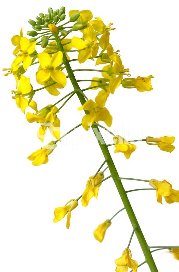 Rapsblüte