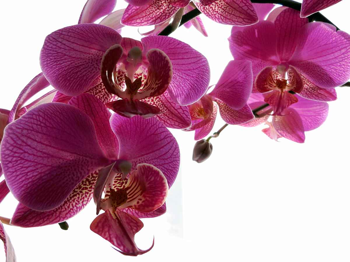 Orchidee