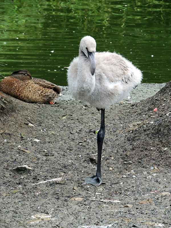 Wackelig auf einem Bein.....
