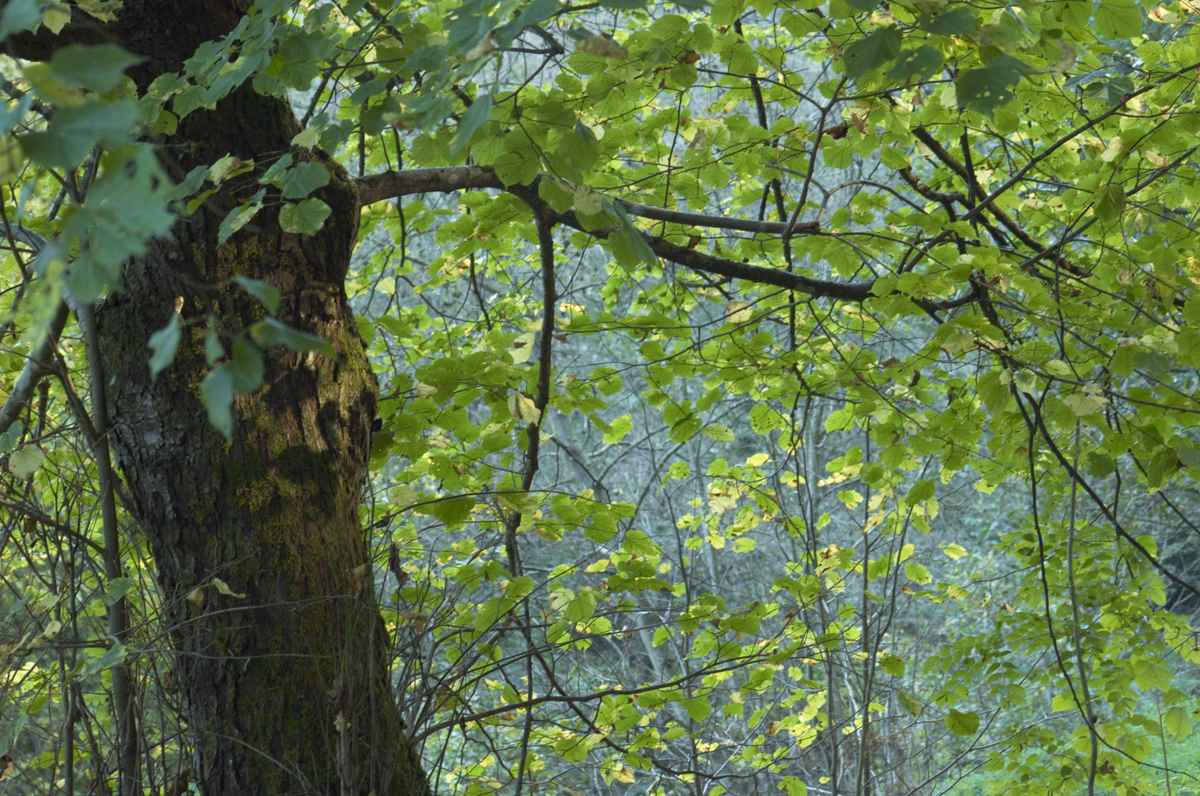 Blätter am Baum