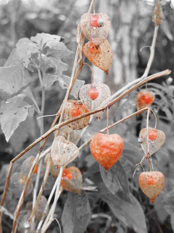 Laternenblumen im Herbst