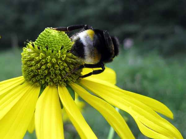 Hummel von hinten ...