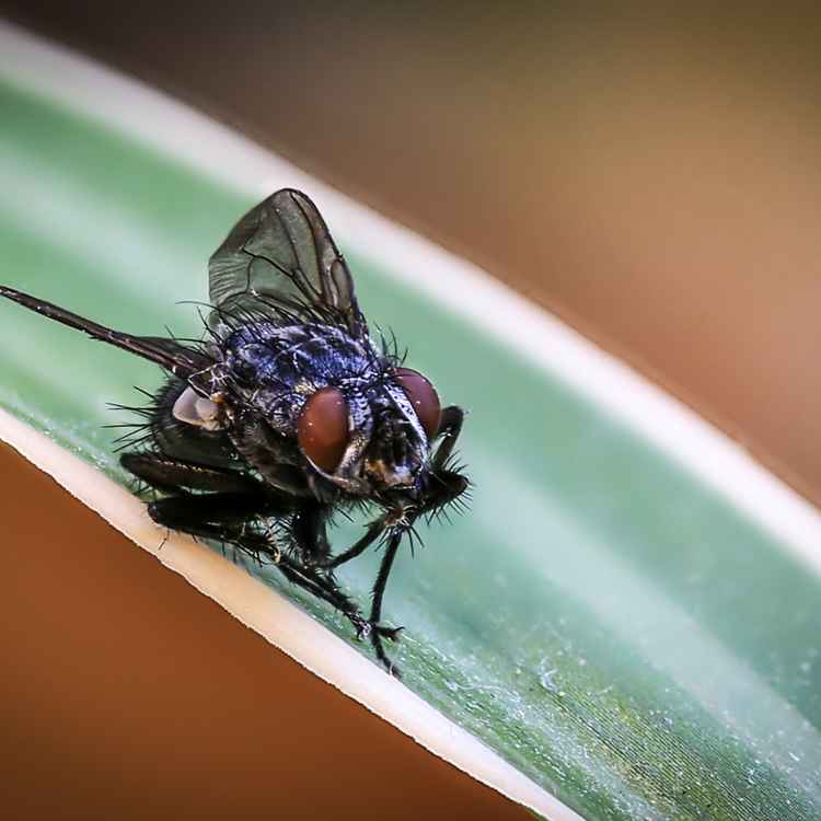 Fliege ganz nah