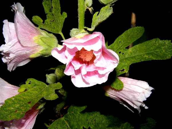 Stockrosen in der Nacht