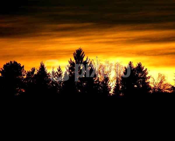 Wald vor untergehender Sonne in Heßdorf