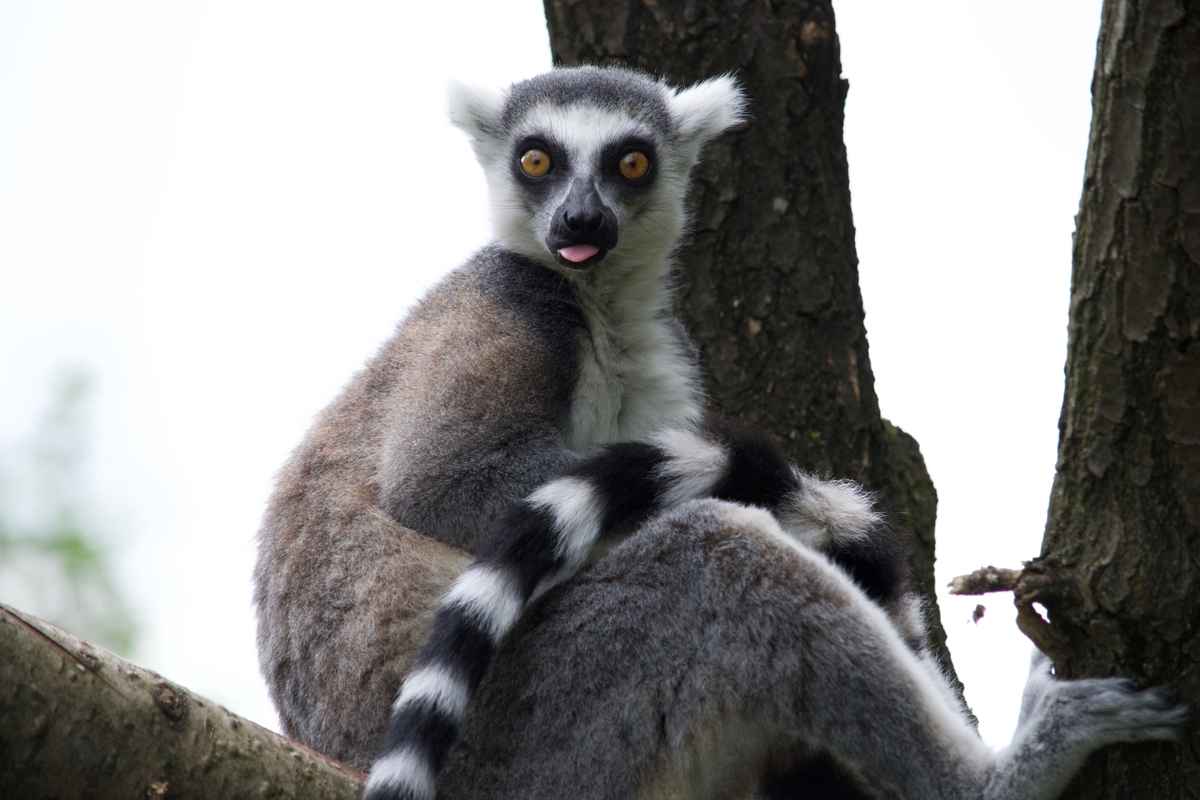 Katta im Allwetterzoo Münster