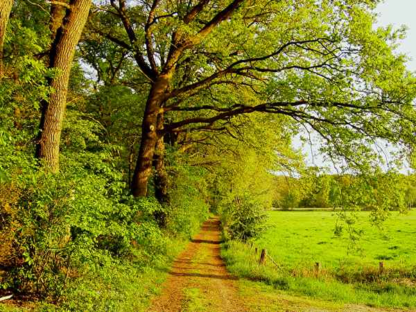 Waldrand im Frühling