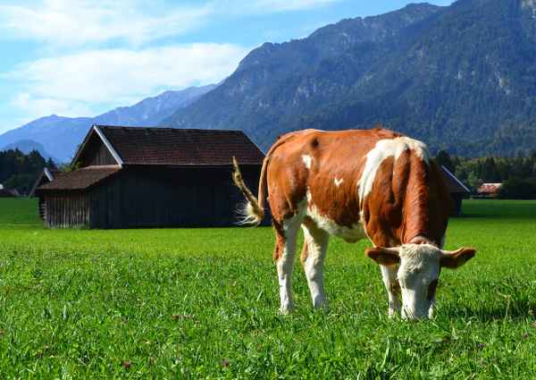 mahlzeit