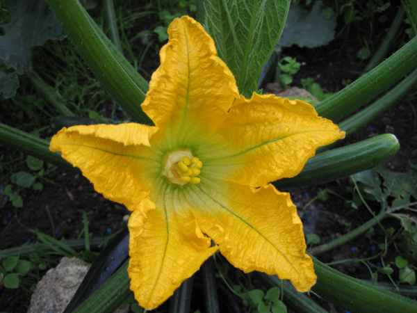Zucchiniblüte