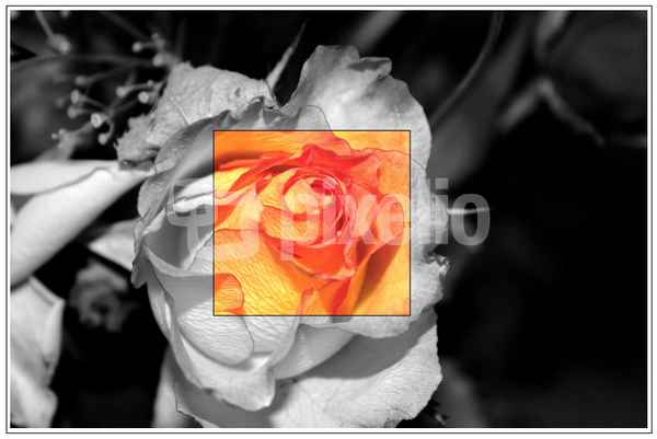 Rose 1