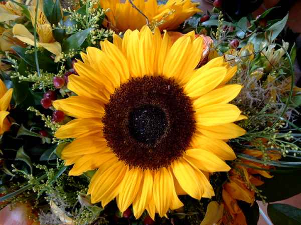 Sonnenblume