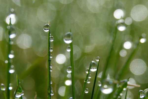 Morgentau in der Sonne