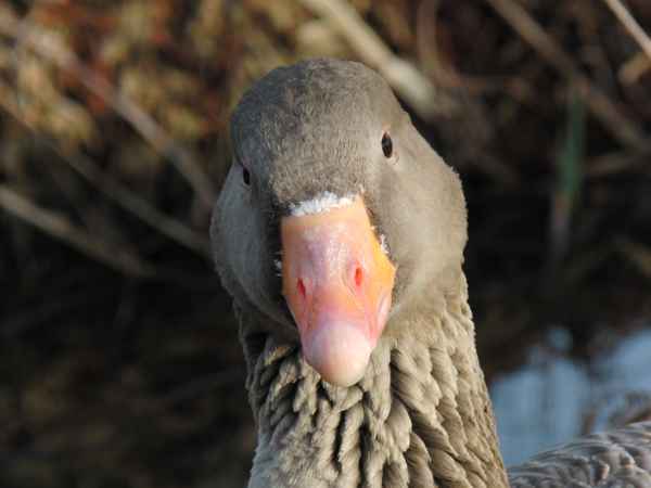 Gustaf