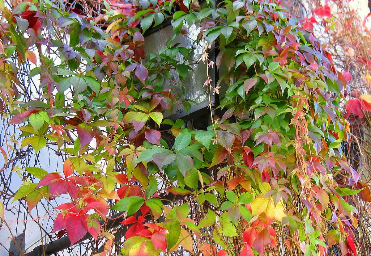 Hab ein buntes Kleid