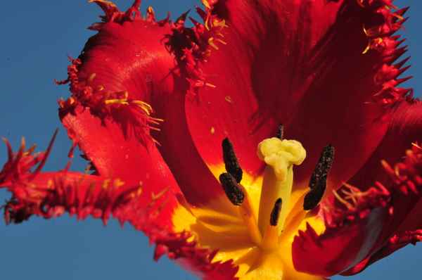 Tulpenpracht