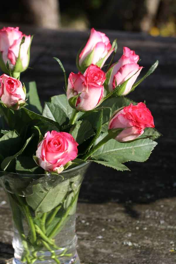 Vase mit Rosen