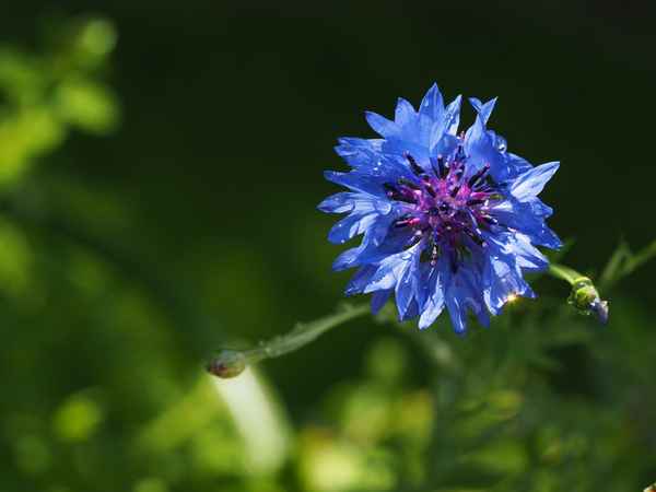 nach regen folgt sonne2