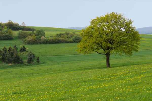 Natur im Frühling