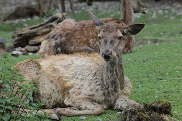 Damwild auf Wiese liegend